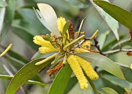 Image result for Meiosperma