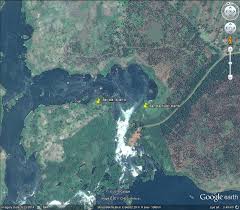 Image result for Tricalysia bagshawei