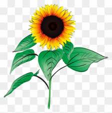 Ambil inspirasi dari 200.000 pilihan foto bunga cantik dan download foto bunga mawar, sakura, bunga matahari dan kategori lainnya. Sun Flower Summer Plant Garden Flower Orange Bunga Matahari Vektor Free Transparent Png Clipart Images Download
