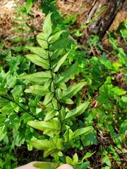 Image result for Cheilanthes angustifrondosa