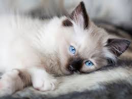 They molt more with the change of the seasons but due to their lack of an undercoat, they shed less than many. Frequently Asked Questions On Ragdoll Cat Care Uk Pets
