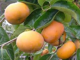 I'm 70% sure i know what a kumquat looks like.i think. Fruit That Starts With Z English Lessons