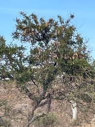 Image result for Philenoptera