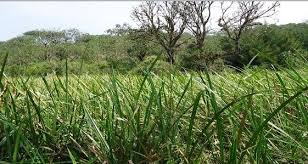 Image result for Cyperus latifolius