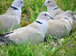 Un secol înseamnă 100 de ani. Pasari Din Romania La Distanta De Un Secol Schimbari Mari Si Mici 5