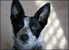 Black And White Blue Heeler Mix Luna S Closeup Blue Heeler Dogs Austrailian Cattle Dog Blue Heeler