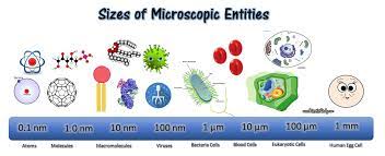 Prokaryotic cells and eukaryotic cells are the two types of cells that exist on earth. Prokaryotic And Eukaryotic Cells Scientist Cindy