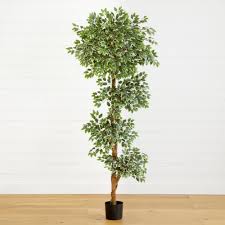Image result for Ficus variifolia