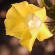 Image result for Xenostegia pinnata