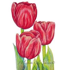Tulips In Colored Pencils Elizabeth Johnson Tulip Artwork Tulips Art Colored Pencils