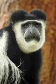 Black And White Monkey Pictures Cute Black And White Colobus Monkey With Images