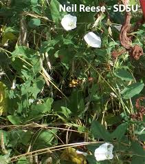 Image result for Convolvulus goyderi