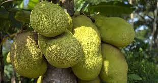 Check spelling or type a new query. The Humble Jackfruit Once The Most Wasted Fruit Enjoys A Second Spring In Kerala