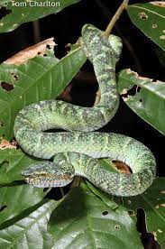 Untitled Reptiles And Amphibians Beautiful Snakes Snake