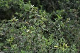 Image result for Lippia woodii