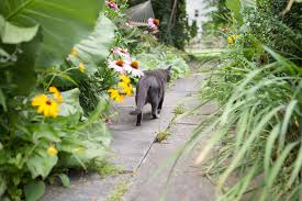 It is native to the old world and is found in cape verde and the canary islands. How To Keep Cats Out Of The Garden David Suzuki Foundation