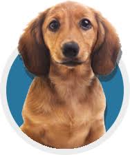 Mainely puppies plus, llc is located at 280 park street(rt 26) in south paris, maine. Pet Listings From The Bangor Humane Society Bangor Maine