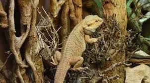 Make sure to throw away any leftover food. 11 Best Reptile Climbing Branches Logs Or Trees Pet Care Advisors