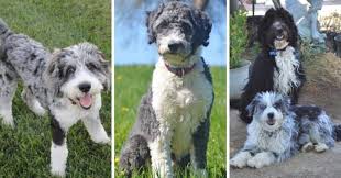 What is the origin of the aussiedoodle? Australian Shepherd Poodle Mix Puppies Cheap Buy Online