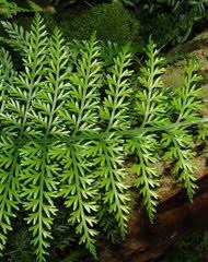Image result for Asplenium rukararense