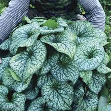You will love these stunning and inspiring shade gardens and find some fantastic plant suggestions for shady spaces. Brunnera Alexander S Great Biennial Plants Plants Garden Shrubs