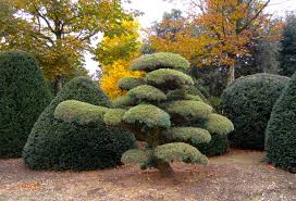 Es gibt dort aber keine großen bäume, denn sie wachsen im garten von oma magda und opa gerd. Exklusive Baume Einzelstucke Exklusiv Und Einzigartig