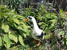 After aldo performs a magic trick on bill turning him into a potato, waddle babysits the potato he believes to be bill for the day. Types Of Ducks For Eggs Meat And Pest Control Backyard Poultry