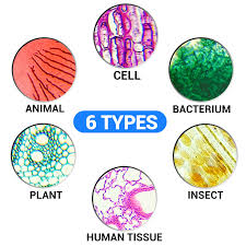 Maybe you would like to learn more about one of these? Buy 100 Pcs Prepared Microscope Slides In Box For Basic Biological Science Education Microscope Slides For Kids Students Adults With Animals Insects Plants Sample Lab Specimens Online In Indonesia B094mlzhyk