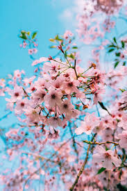 Cherry Blossom Wallpapers Free Hd Download 500 Hq Unsplash