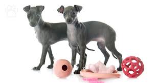 Italian greyhound puppies for sale. Caring For Italian Greyhound Puppies Trudog