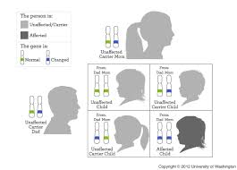 Autosomal Recessive Inheritance My46