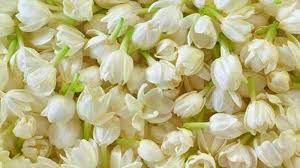 Hal ini disebabkan karena aroma, keindahan serta bermanfaat bagi kesehatan tubuh dan juga kecantikan kulit. Harga Bunga Melati Pemalang Tembus Rp 130 Ribu Per Kg Apa Yang Bikin Mahal Tribun Jateng
