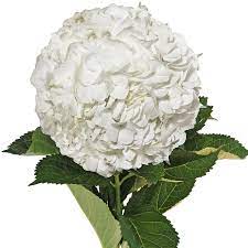 Maybe you would like to learn more about one of these? Fresh Flowers Walmart Com