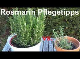 Rosmarin Pflege Giessen Schneiden Vermehren Rosmarin Pflegetipps Rosmarinus Officinalis Youtube Rosmarin Pflege Rosmarin Pflanzen Krauterpflanzen