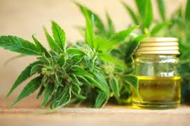 The good news is despite the hair loss, your hair. Cbd Oil For Hair Growth Can It Help 2021 Hair Loss Geeks