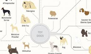 the family tree of dogs infographic reveals how every breed