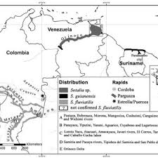How to get from peru to ecuador by plane, bus or car. Pdf Update On The Freshwater Distribution Of Sotalia In Colombia Ecuador Peru Venezuela And Suriname