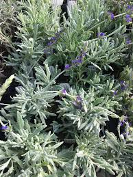 Image result for Lavandula dentata