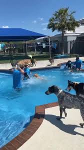 They were young entrepreneurs with a love for animals. Pet Paradise Wesley Chapel Home Facebook