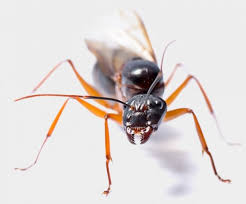 Brandon pest control asub kohas ponte vedra beach. Pest Control Jacksonville Safari Termite Pest Control