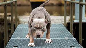 pitbull kopegi nasil bulundu pitbull tarihi ve ozellikleri
