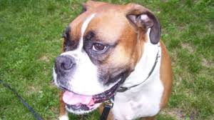 In some internal cancers (like pancreatic or liver), the signs can vary depending on the organ. Osteosarcoma Defeating Canine Cancer With Natural Therapies