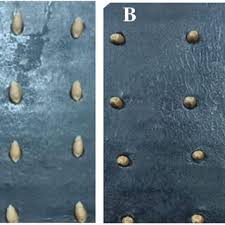 Image result for Crepidorhopalon namuliensis