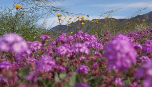 Check spelling or type a new query. Super Bloom Guide Where And When To See The Wildflowers In California