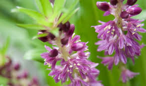 Image result for Eucomis