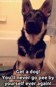 Pin By Light Skin Baller On Funny Animal Gifs Quotes German Shepherd Memes German Shepherd Dogs Shepherd Dog