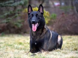 Short hair coat, fawn color, black mask. Personal Protection Dogs For Sale Belgian Malinois Dog Belgian Dog Malinois Dog