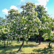 A good choice for large privacy hedges is the fast grower 'green giant', which can reach 50 to 60 feet tall (with a spread of 12 to 20 feet). The Most Beautiful Flowering Trees To Plant In The Spring Create A Scape