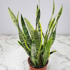 Image result for Habenaria laurentii