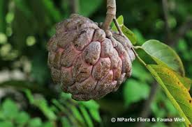 Epal, gula, nipah, apple, lemon, sugar, buloh, penguin, tiada gula, gula nisan. Annona Squamosa L